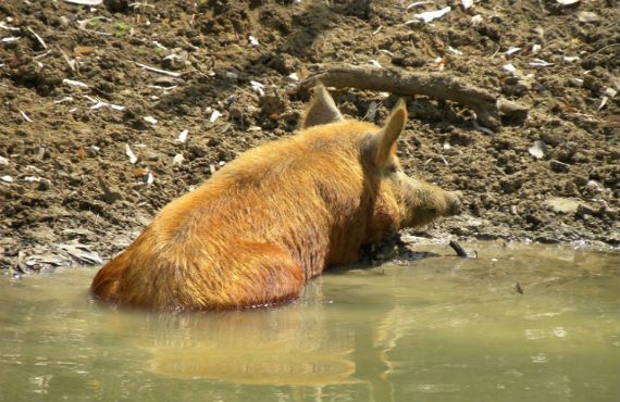 feral pig laying in water