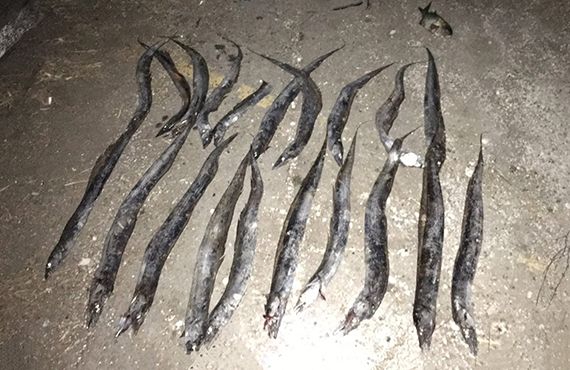 Seized hairtail fish (Newcastle Harbour) on ground