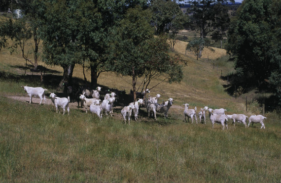 Grazing goats