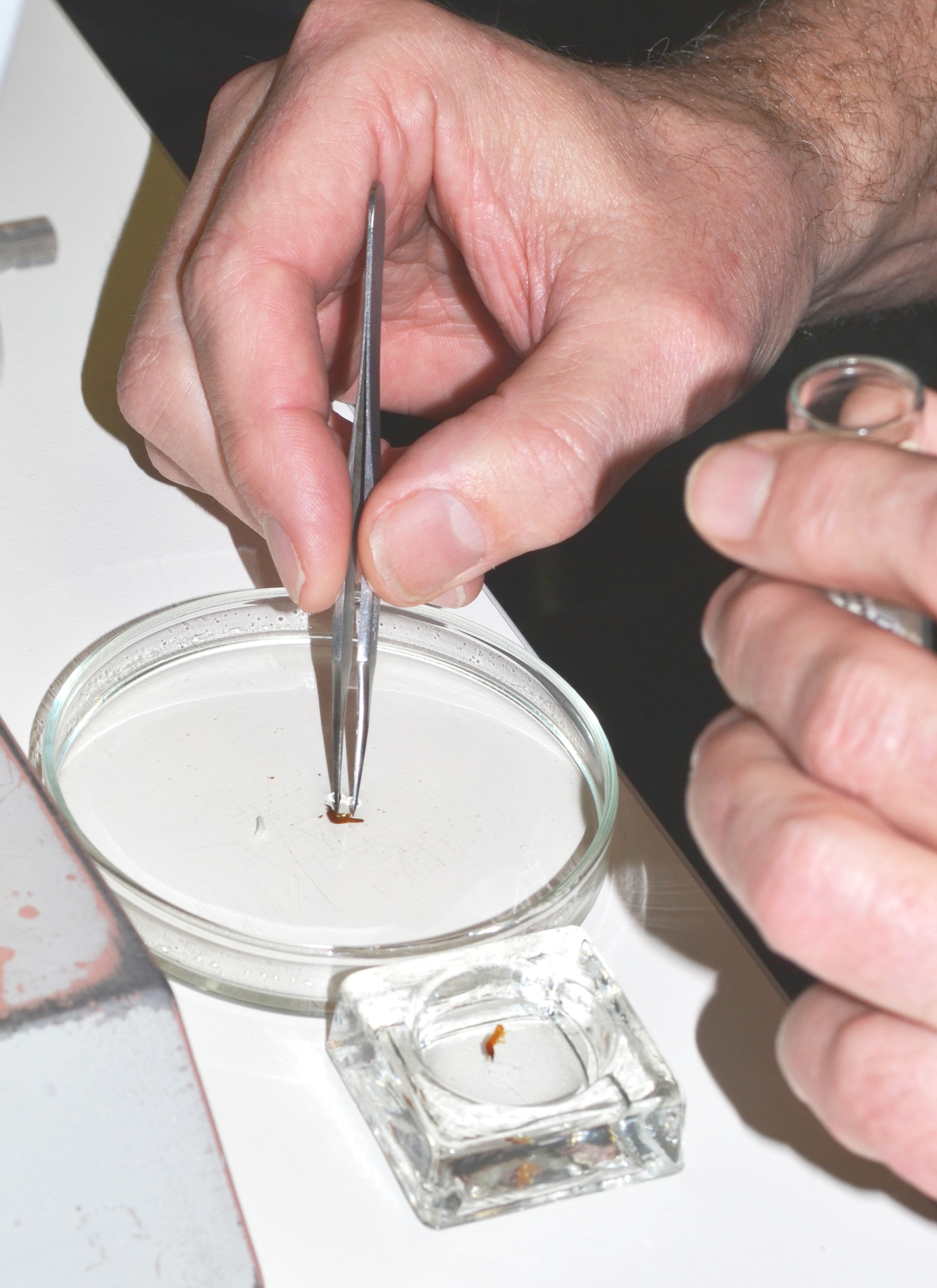 Person using tweezers to pick up an insect sample from petri dish