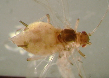 Adult female aphid, light brown, with translucent wings