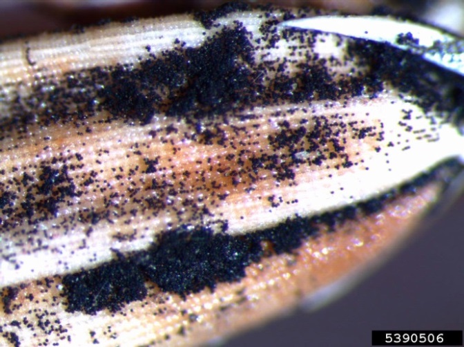 Magnified kernel smut spores on a grain of rice. Spores are tiny and black