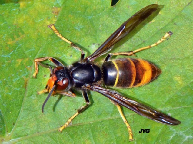 Asian hornet has a black thorax and 1 clear yellow band with less clear brown and gold bands on abdomen 