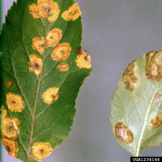 Two apple leaves, green with orange-yellow spots