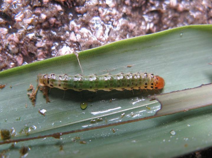 Green caterpillar with orange head on a green bamboo leaf