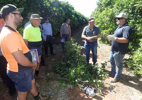 David Stevens (Nutrano consultant) discussing pruning techniques with Riverina citrus growers. He prefers a battery operated chainsaw with the battery attached directly on the chainsaw. Stevens discusses pruning at the roadshow
