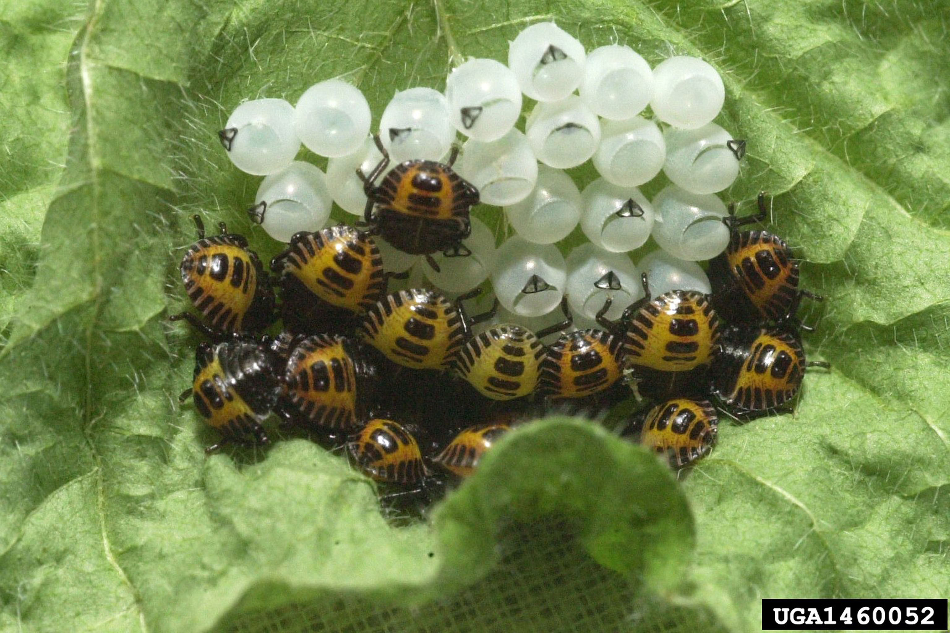 White spherical eggs and some newly hatched yellow/orange and black shield shaped bugs on a green leaf