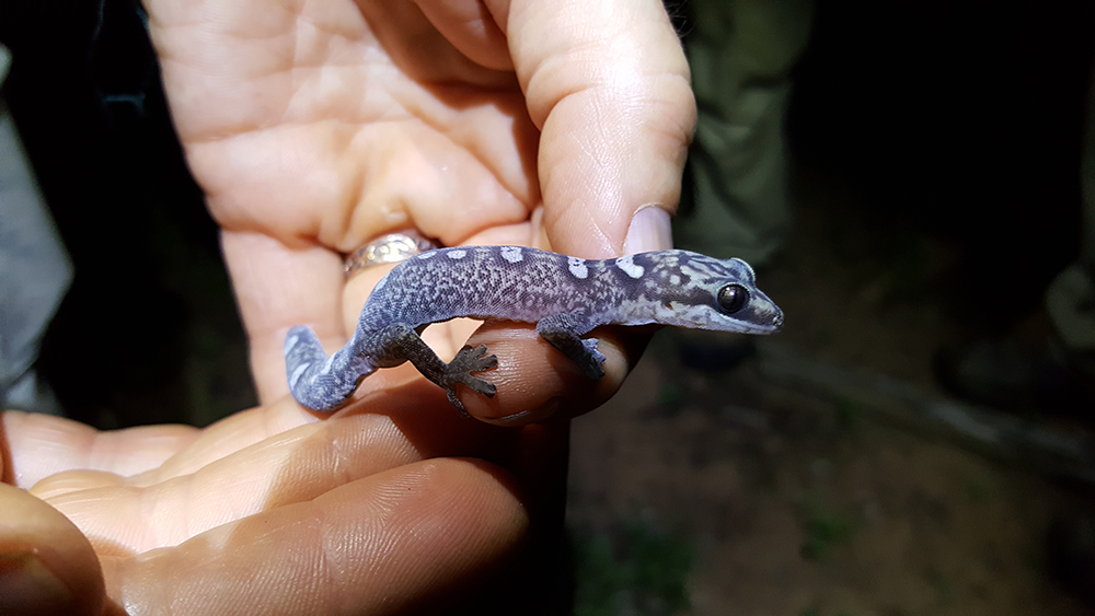 A mauve coloured gecko with white spots on its back