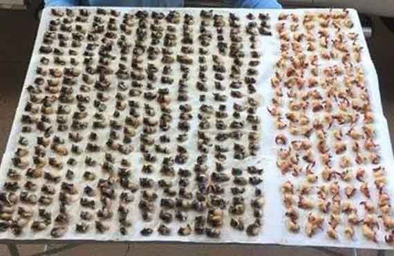 Illegally harvested shellfish meat seized from a restaurant in Quirindi on the North West Slopes of NSW