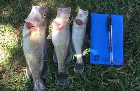 Trout Cod illegally taken from the Murray River near Yarrawonga NSW
