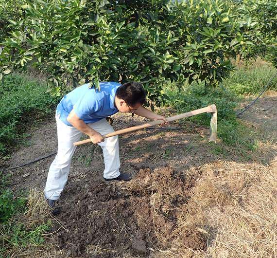 A man digging a trench beside a citrus tree