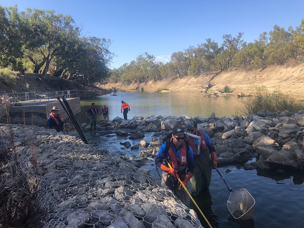 DPI fisheries staff wading into the river with equipment to rescue stressed fish