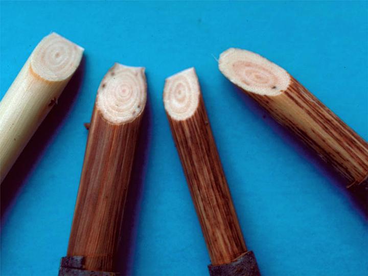 Four cut elm stems with brown streaks in the growth rings of the cut cross-section. Brown streaks can also be seen on the peeled surface of the stems.