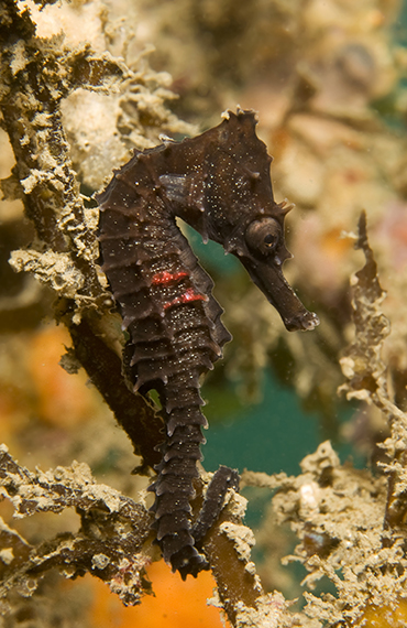 A black White's Seahorse with two red stripes