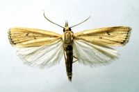 Yellow top borer moth with yellow-brown body and wings extended