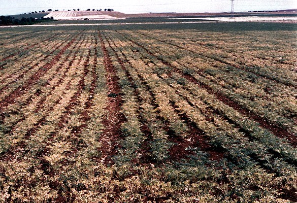 Chickpea crop with large patches of yellowed plants interspersed with small patches of green healthy plants
