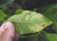 Underside of citrus leaf showing small freckle like brown patches to larger brown lesions surrounded by yellowing leaf tissue