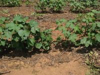 Cotton plants in a field showing a stunted plant surrounded by healthy vigorous plants