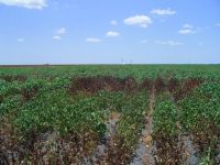 A cotton crop, seemingly healthy and green, is scattered with sections of dead brown cotton plants.