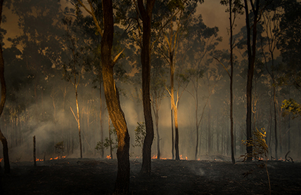 Trees with low bushfire on ground