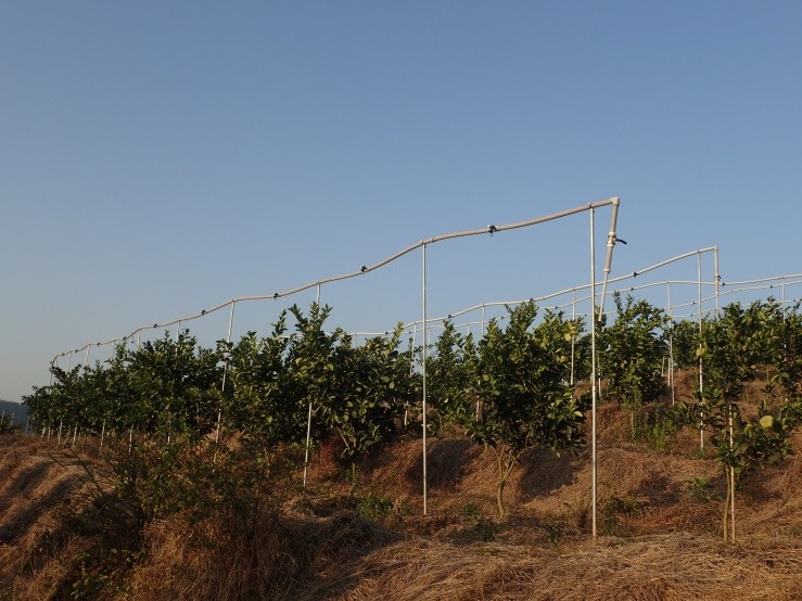Figure 7. Orchards often had permanent overhead sprinkler systems installed to deliver fungicide and insecticide treatments to manage citrus canker and HLB.