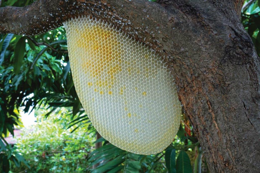 An empty giant honey bee comb under a tree branch