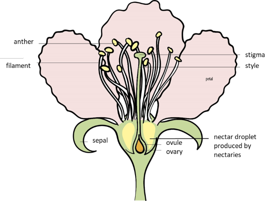peach flower labelled with anther, filament, stigma, style, petal, sepal, ovule, ovary, and nectary