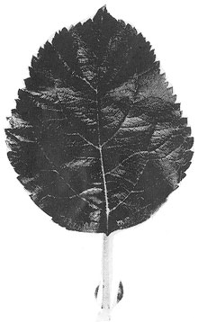 MM.111 leaf