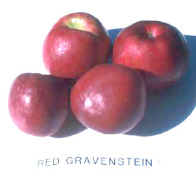 Theissen Gravenstein