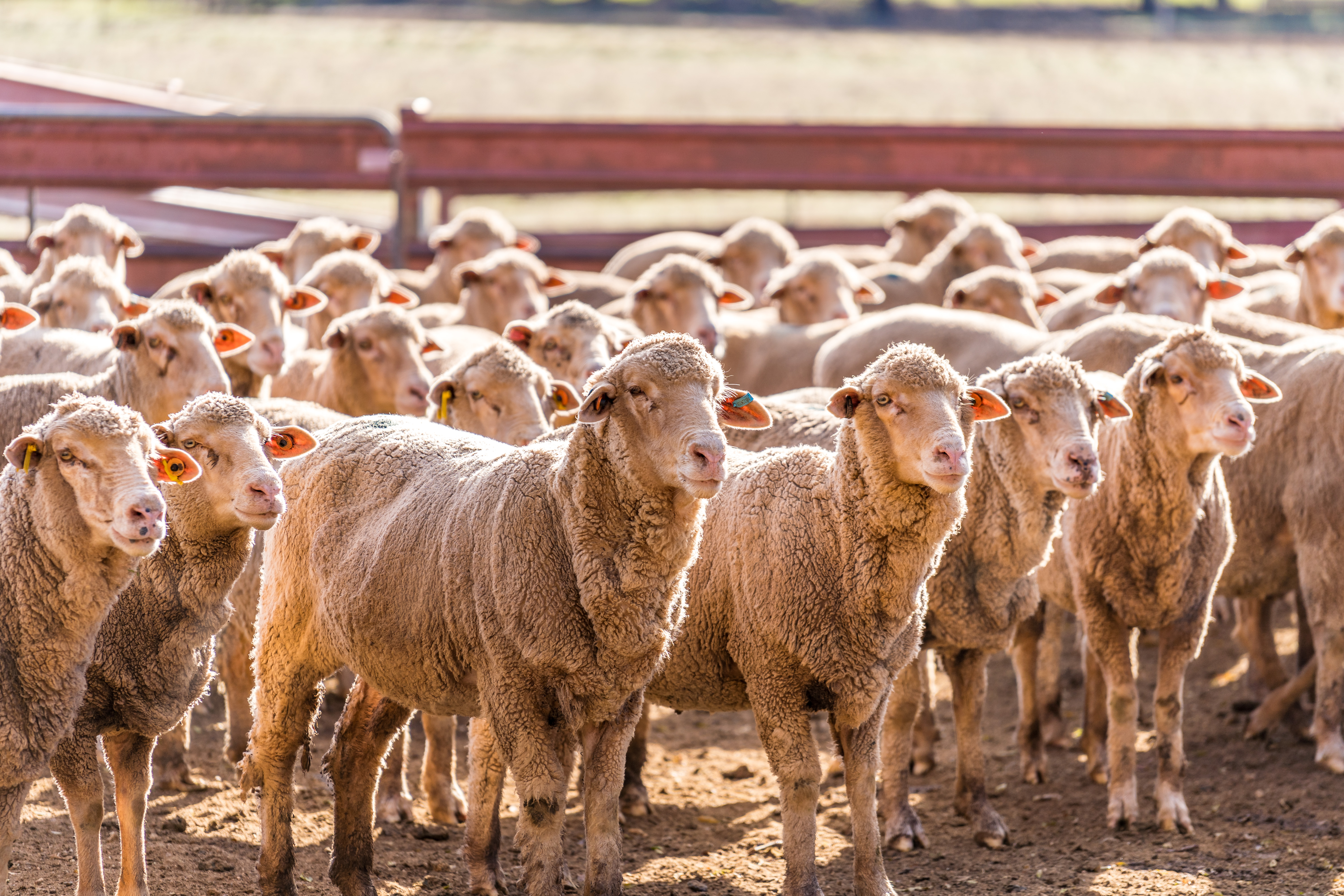 Sheep at the Cowra Agricultural Research & Advisory Station