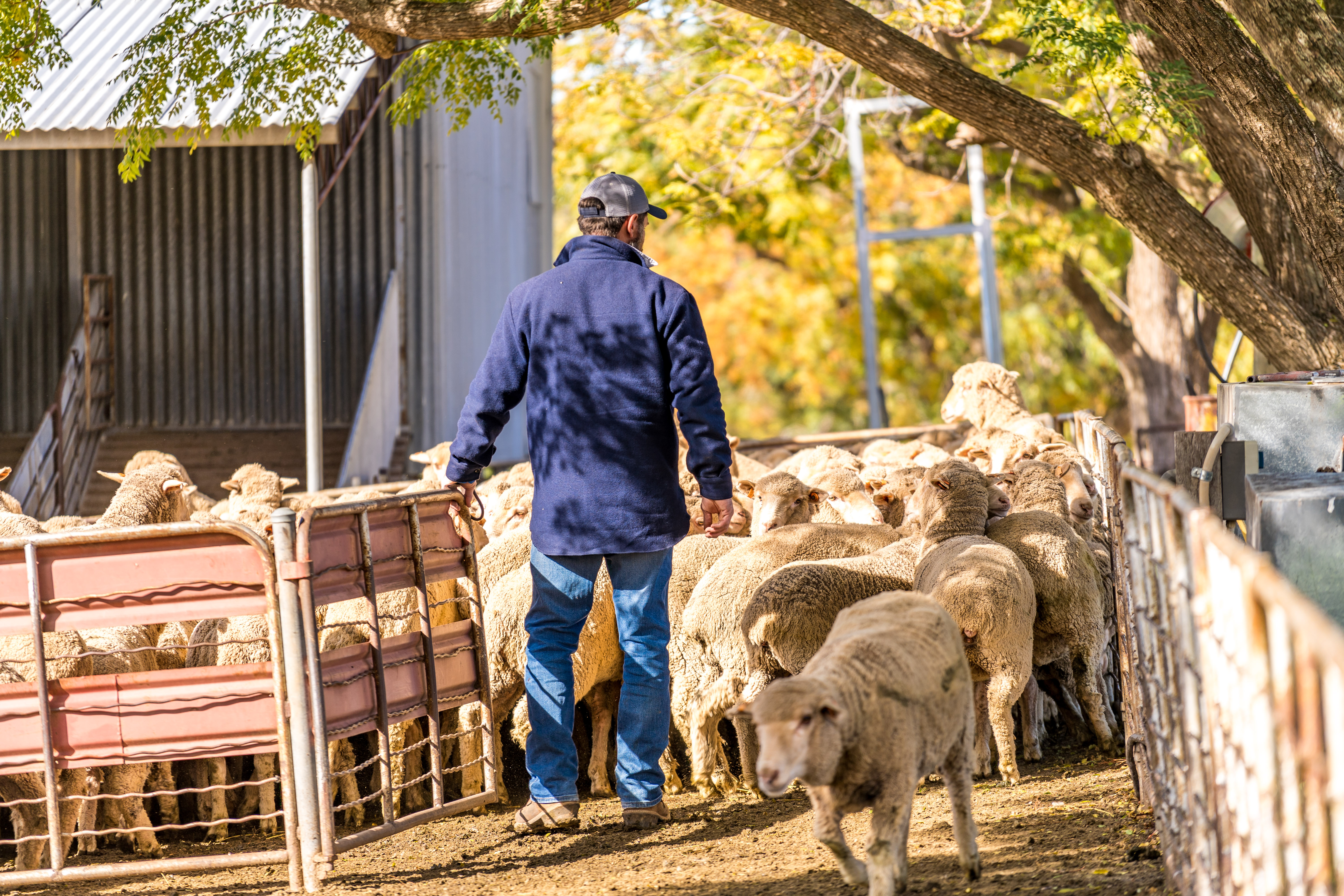 Sheep at Cowra Agricultural Research and Advisory Station 