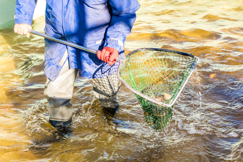 Research work at Gaden Trout Hatchery.