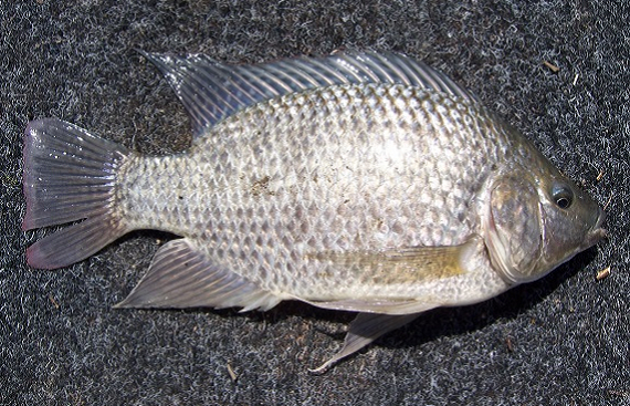 Picture is of a silver-grey Tilapia. A deep bodied fish with a long snout and pronounced lips. 