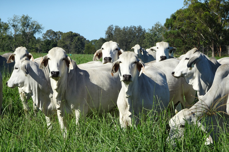 Brahman Cattle