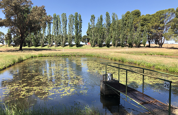 A pond at Narrandera Fisheries Centre