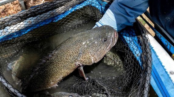 Murray Cod rescued from Macquarie River in North West NSW during drought conditions