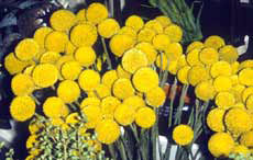 Billy buttons