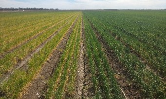 two adjacent plots on left yellowed crop
