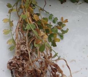close up of legume roots with good nodulation