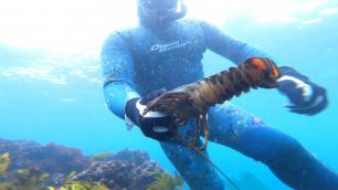 Diver with Eastern rock lobster