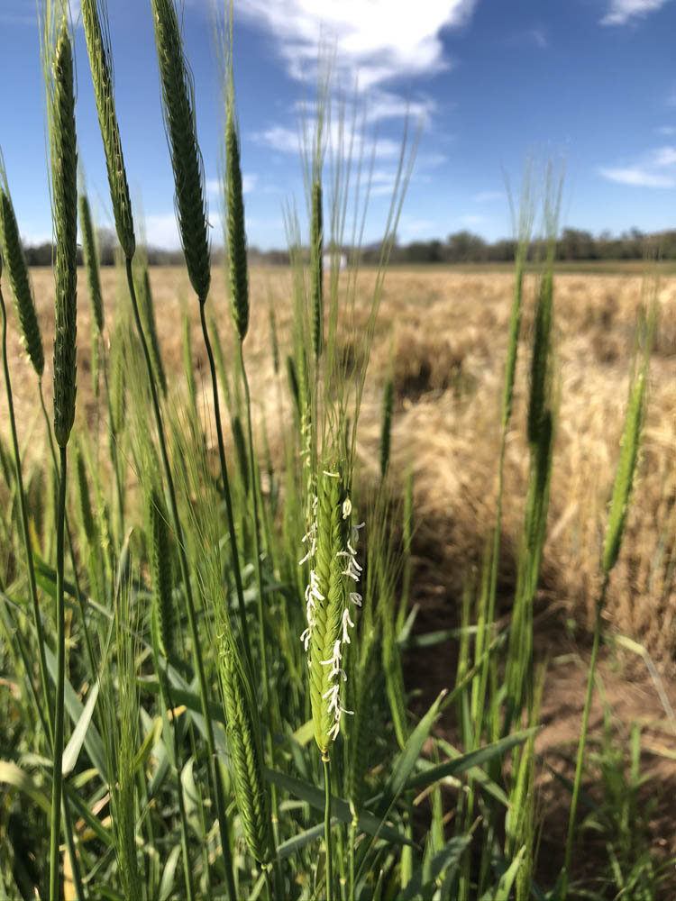 Barley in a field