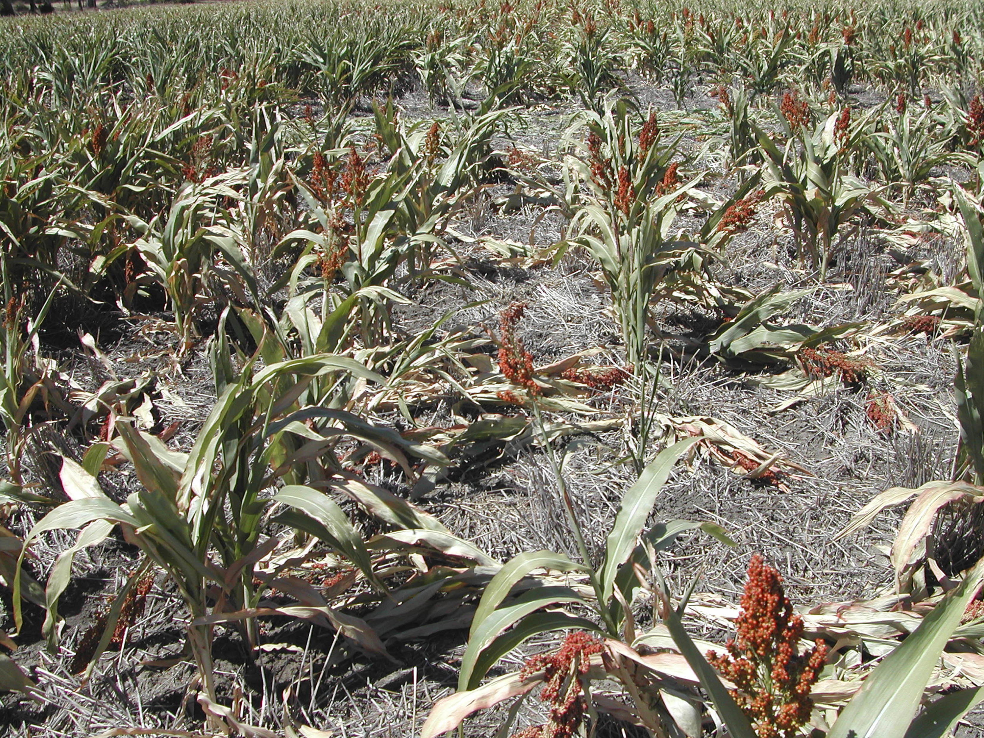 bad sorghum