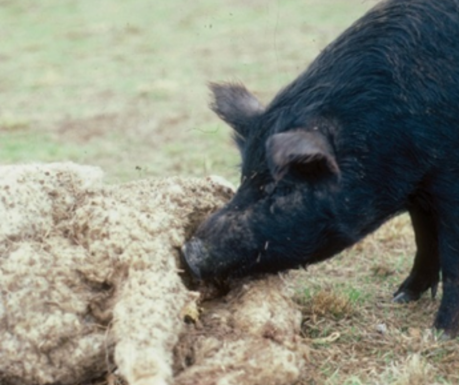 Feral pig with sheep carcass