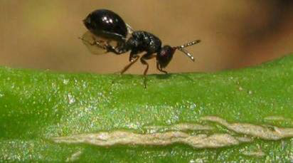 Figure 1. Adult citrus gall wasp.