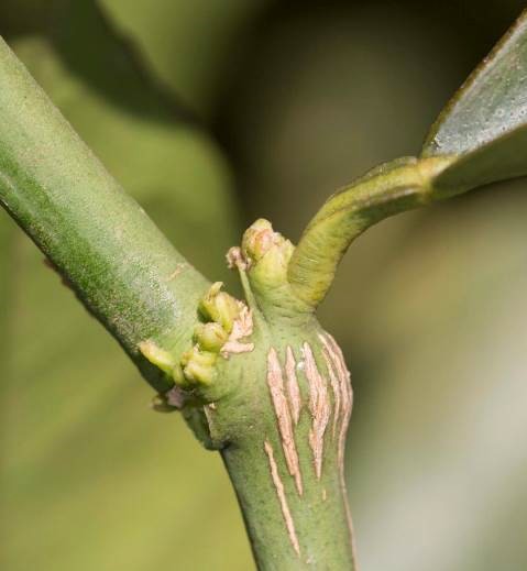 Figure 6. A small CGW gall at the base of a leaf.