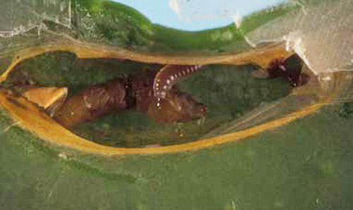 Figure 17. Cirrospilus ingenuus larva feeding on citrus leaf miner pre-pupa. Photo: Jeff Lotz, FDACS-DPI.