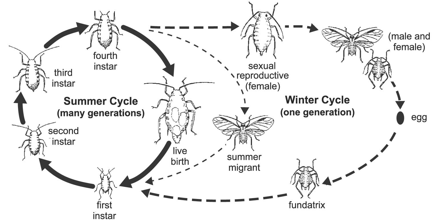 Figure 7. The general aphid life cycle. Asexual reproduction occurs during most of the year (summer cycle). Some aphid species produce a generation of sexual individuals that produce overwintering eggs as shown in the winter cycle. Source: University of California. 