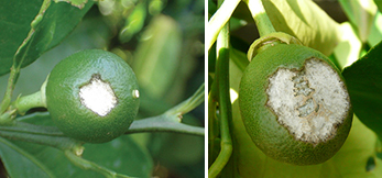 Figure 3. Katydid damage to developing fruit.