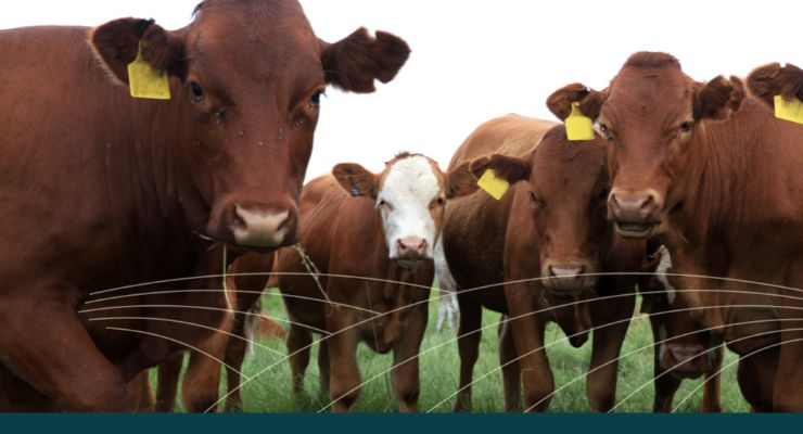 Agtech Training for Livestock Industry