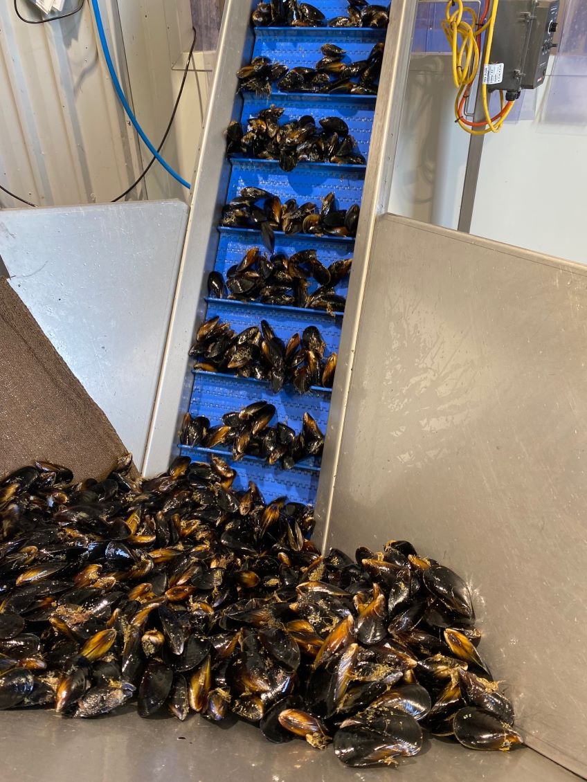 Mussels being graded through a grading machine